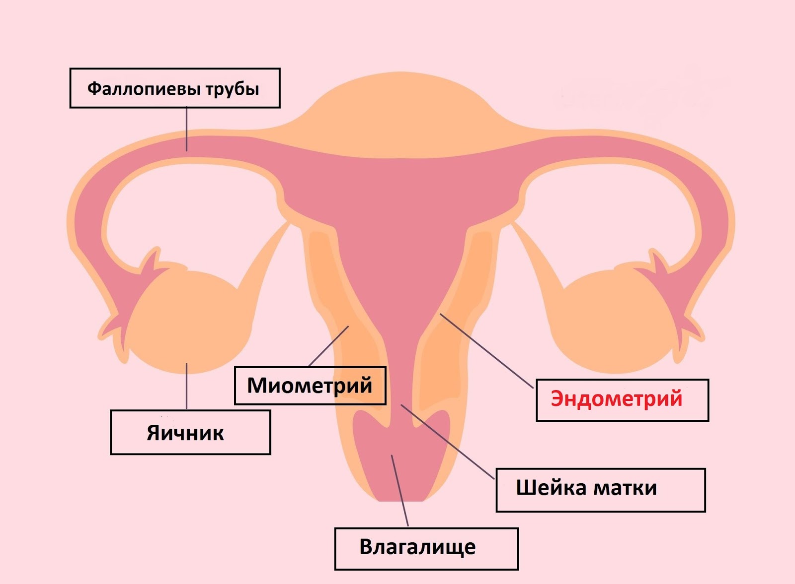 женский организм гормоны из спермы фото 69