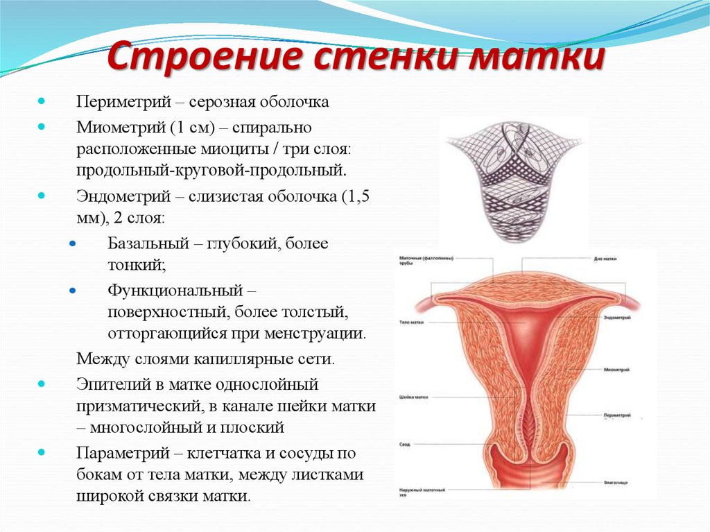 Миометрий и эндометрий. Слои стенки матки анатомия. Послойное строение матки. Эндометрий миометрий периметрий параметрий. Строение матки оболочки.